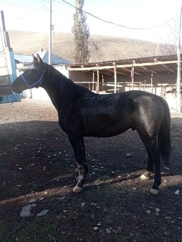 цены породистых собак: Продаю | Жеребец | Для разведения | Племенные — 5