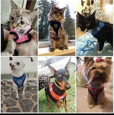 британ: Одежда для кошек и собак. Все НОВОЕ РАЗМЕР И ЦЕНА УКАЗАНЫ НА ФОТО — 9