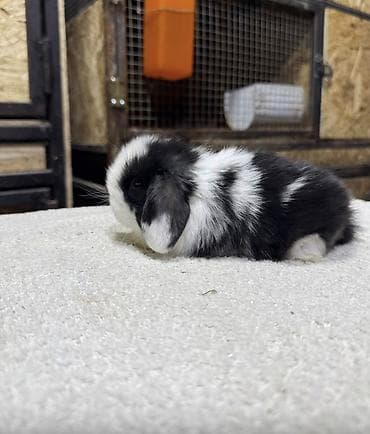 собака маленькая: Мини-лоп (Mini Lop) крольчата, сплит-окрас “мармелад” и другие — 1