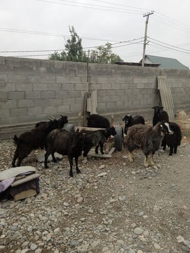 продаю дойную козу: Продаю | Коза (самка) | Полукровка | Для разведения — 2