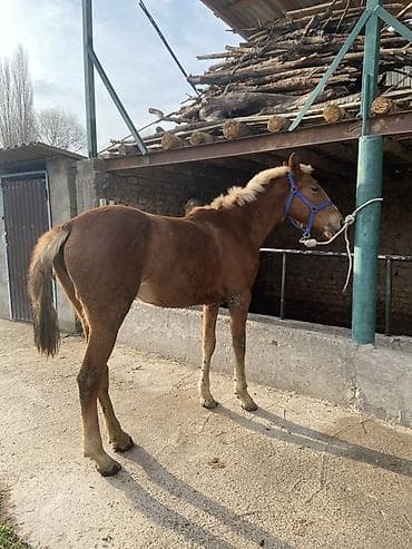 жеребёнок тай: Продаю | Жеребенок | Для разведения | Племенные — 3
