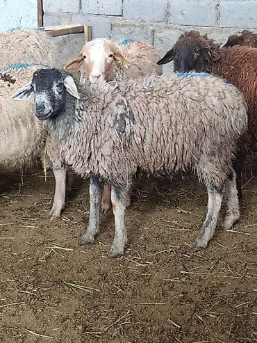 я ищу баран: Продаю | Овца (самка) | Для разведения | Племенные — 2