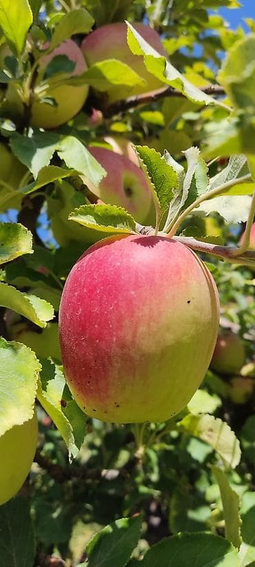 бассен: Ферма КРС, 240 соток, Действующий, Электричество — 10