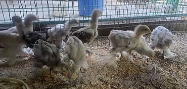 cane corso: Продаю | Куры | Брама | Для разведения — 7