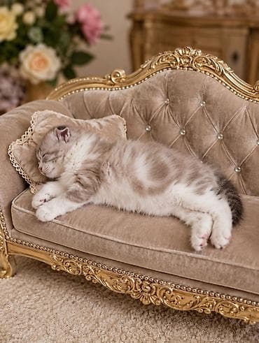 d cat: Скотиш Фолд (Шотландская вислоухая), 1 месяц, Девочка, Лиловый, Метис, Приучена к лотку — 4