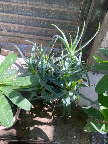 Продаю ‘’ Алоэ’’. 3-х летка. 
Цена 500 сом
