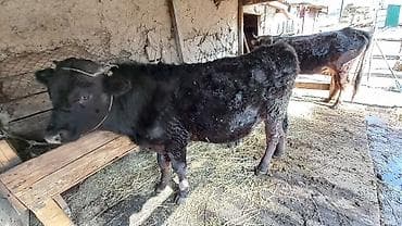 кошка сокулук: Сатам | Бука (эркек) | Бордоп семиртүү үчүн | Байланган — 1