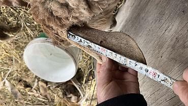 А/ч жаныбарларын сатам: Сатам | Ургаачы кой (ургаачы) | Көбөйтүү үчүн | Ургаачы — 7