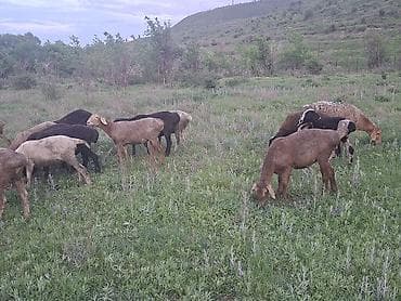 Животные: Продаю | Овца (самка) | Для разведения | Матка — 3