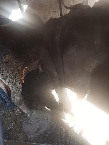 быки коровы: Продаю | Корова (самка) | Для разведения | Привязанные — 1