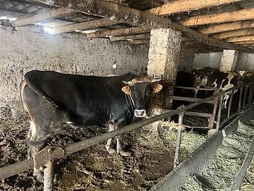 Очень срочно 3 года почти