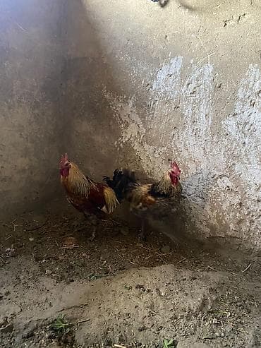 Продаю | Петух | Для разведения