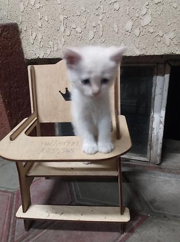 животные кошка: Котята, домашние. в хорошие руки Описание: - Окрас: два рыже-белых — 5