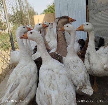 в связи с переездом отдам попугая жако в добрые руки: Читайте описание внимательно. 👆 У нас большой ассортимент мяса птицы👇 — 5