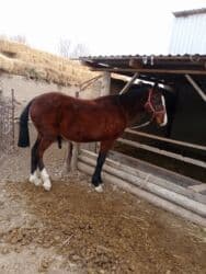 коровы молочной породы купить: Продаю | Жеребенок | Конный спорт — 4