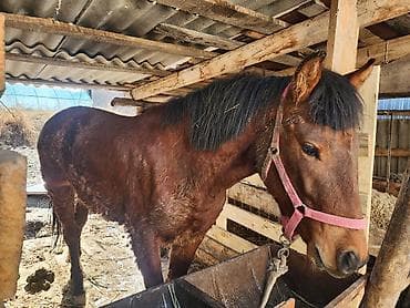 купить пони живую: Продаю | Кобыла (самка) | Рабочий — 1