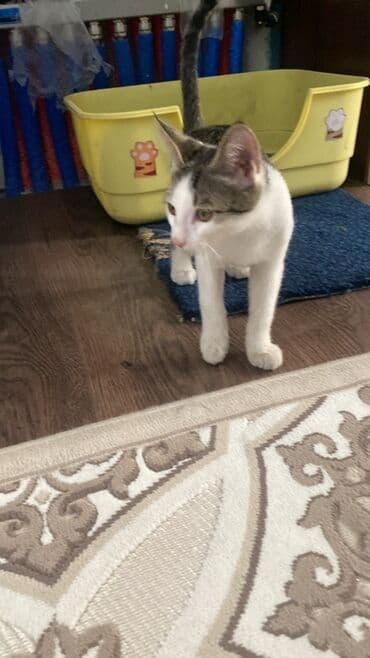 купить породистую собаку: Молодой котенок, бело-серого окраса, с выразительными глазами — 1