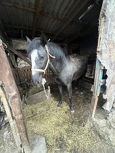 продаю жеребца: Продаю | Конь (самец) | Рабочий — 1