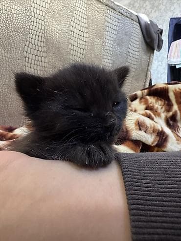 Услуги ветеринара: Кошка даром: Беспородная, 1 месяц, Мальчик — 1