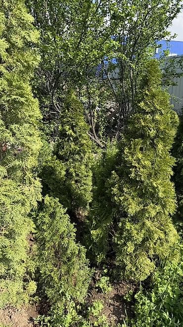 Туи и декоративные хвойные/листовые кустарники для ландшафтного