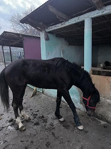 Кемирүүчүлөр: Сатам | Жылкы (эркек) | Жумушка | Жасалма жол менен боозутуу — 7