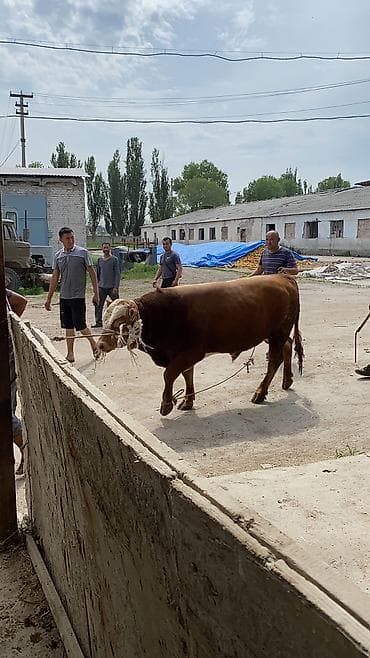 Животные: Продаю | Бык (самец) — 2