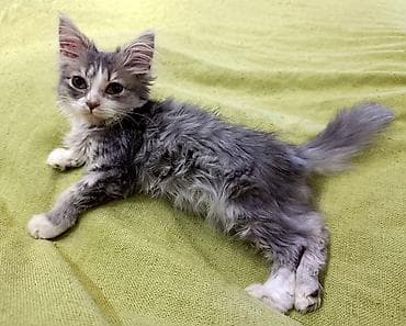 Кошки: Кошка даром: Сибирская, 3 месяца, Мальчик, Приучена к лотку — 4