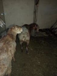 домик для животных: Сатам | Ургаачы кой (ургаачы) | Көбөйтүү үчүн — 2