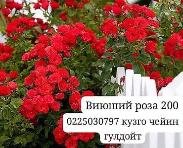 малина ежевика: Вьющаяся роза (клаймбер), ярко‑красные махровые соцветия. Описание: - — 1