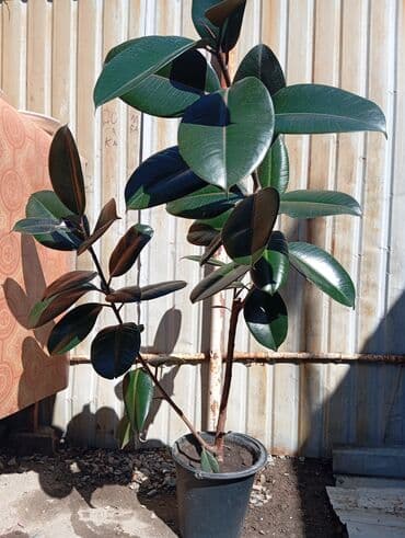 фикус для офиса: Комнатные растения в горшках: 1) Фикус эластика (каучуконосный, сорт — 2