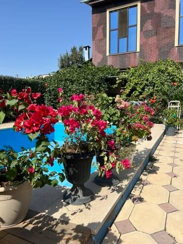 садовые качели фото цены: Это бугенвиллия 🌺 — роскошное растение с яркими алыми прицветниками — 4