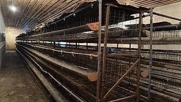 70 сом: Продаю полный и готовый комплекты клеток с поилками для воды и — 1