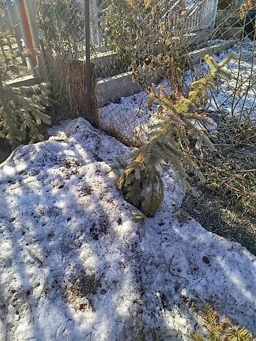 Отун: Көчөттөр дарактардын: Карагайлар, Өзү алып кетүү, Акысыз жеткирүү, Акылуу жеткирүү — 7