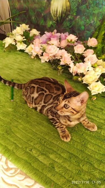 бенгальский леопардовый кот: Бенгальский котик Мальчик. 5мес. Невероятно красивый контрастный с — 8