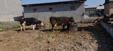 показы 1 354 72 договорная кошка даром британская короткошёрстная 1 год мальчик метис 2 позвонить написать: Продаю | Корова (самка) | Полукровка | Для молока | После отела — 5