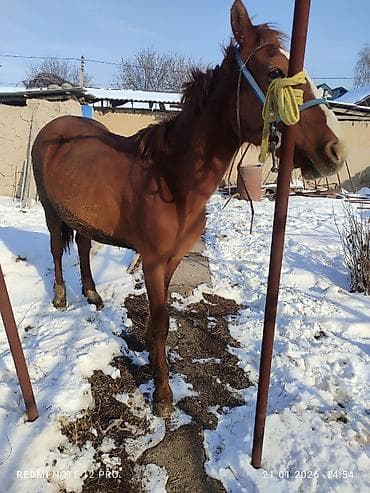 донская порода: Продаю | Жеребец | Полукровка | Рабочий — 1