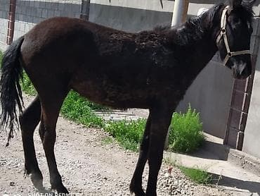 лошади: Продаю | Жеребец | Рабочий — 9