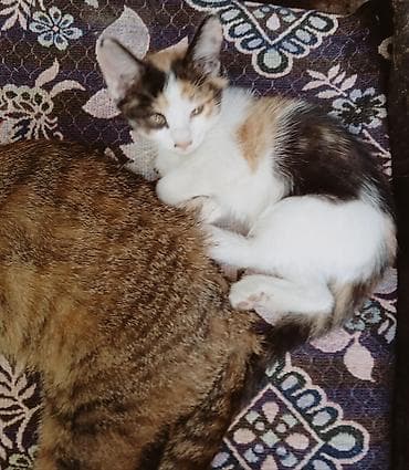 Отдам даром кошку: Кошка даром: Беспородная, 2 месяца, Девочка, Приучена к лотку, Проглистована — 2