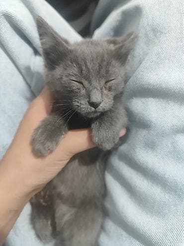 Животные: Два мальчика котенка, домашние, короткошёрстные. Отдадим в хорошие — 3