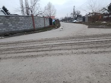 собаки хаски щенки: Пойнтер, 8 месяцев, Самка, С родословной — 2