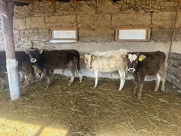 улар сатылат: Сатам | Бука (эркек) | Алатоолук, Бельгия, Аргын | Көбөйтүү үчүн | Байланган — 10