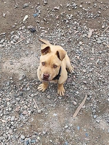 Стаффоршидский терьер, 6 месяцев, Самец