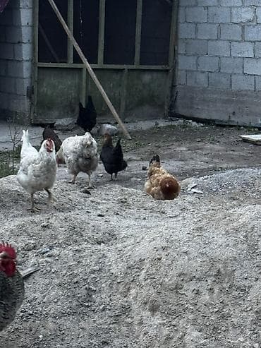 лоток для инкубатор: Продаю | Куры, Петух — 6