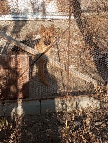 купить собаку в бишкеке: Немецкая овчарка в вольере - Порода: немецкая овчарка (классический — 1