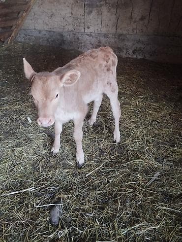 продажа телят: Продаю | Корова (самка) | Для молока — 5