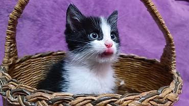 один мальчик и два котёнка: БЕСПЛАТНО! Котята 1,5 месяца, черно-белые мальчики и девочка пантера — 4