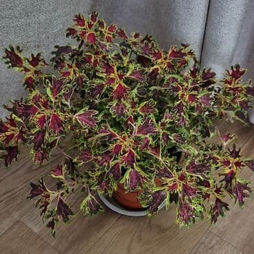 сетка для сада: Колеусы. Разные сорта . Сингониум . Свежий срез — 29