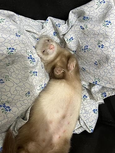 Хомяки: Срочно возьму в бронь 2 человека. Большая просьба изучить все о — 5