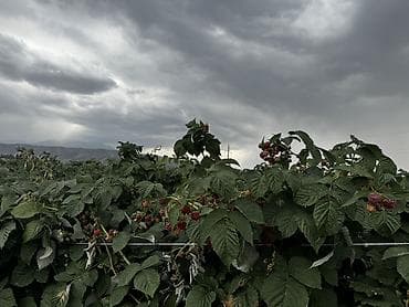 семенов кукурузы: Малина — 5