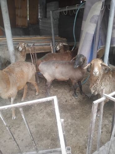 продажа домашних животных: Продаю | Овца (самка) | Для разведения | Матка — 2